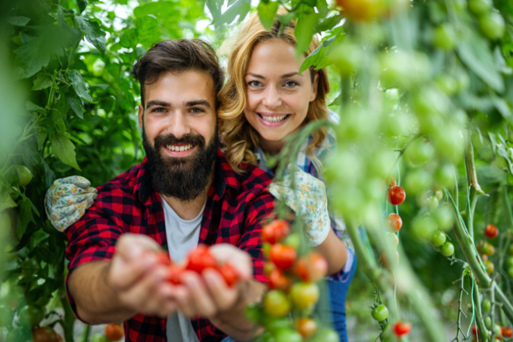 Tomatenpflanzen